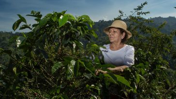 Plataciones de Café en Honduras.
