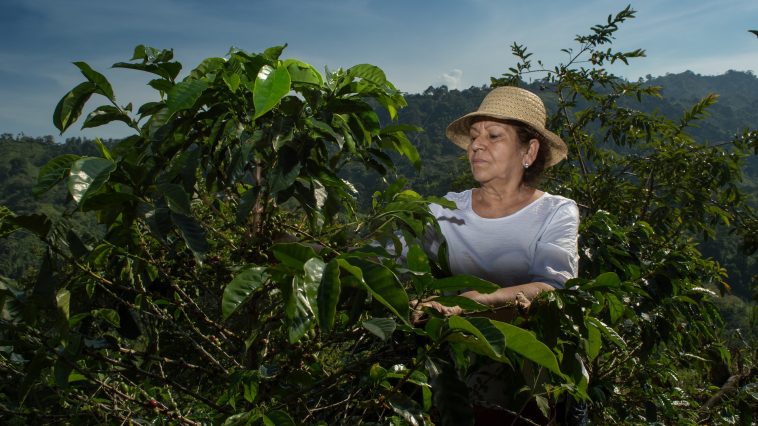 Plataciones de Café en Honduras.