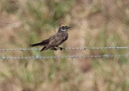 Loggerhead kingbird - Chris Fischer Photo