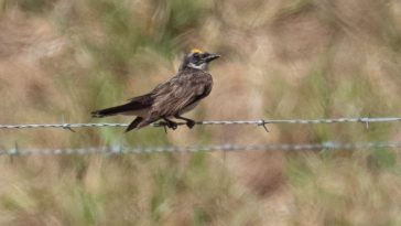 Loggerhead kingbird - Chris Fischer Photo