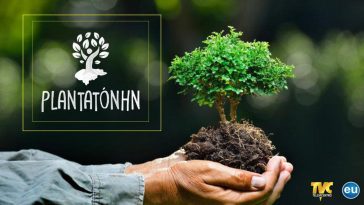 plantar arboles calentamiento global