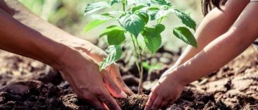 plantar arboles calentamiento global