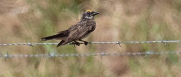 Loggerhead kingbird - Chris Fischer Photo
